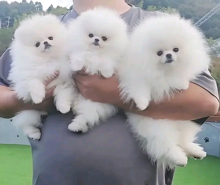 Căței Pomeranian de adoptat