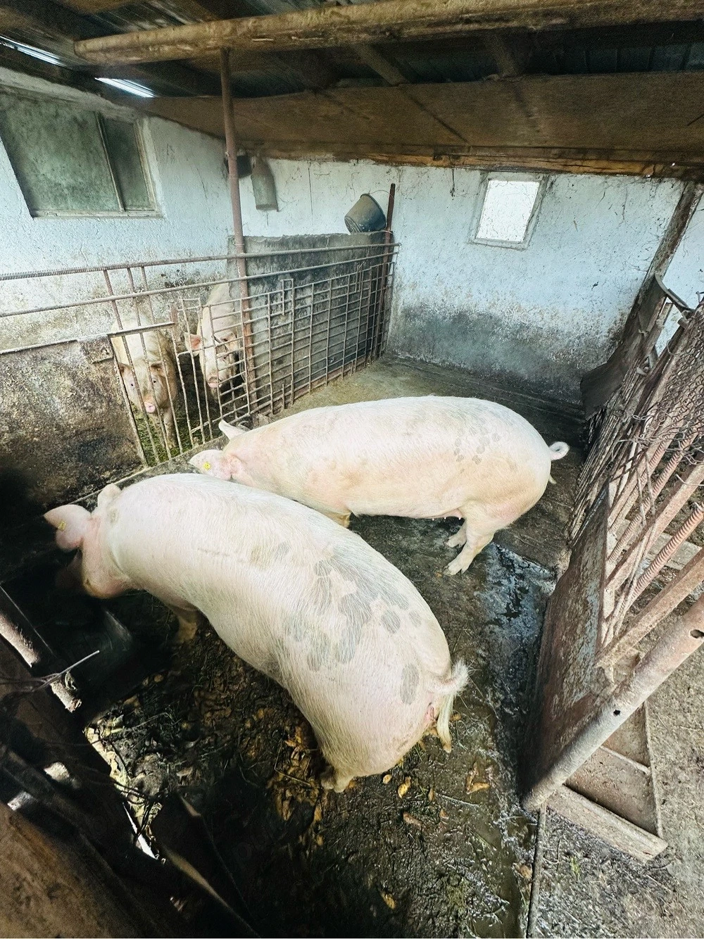 2 porci si 2 purcele 