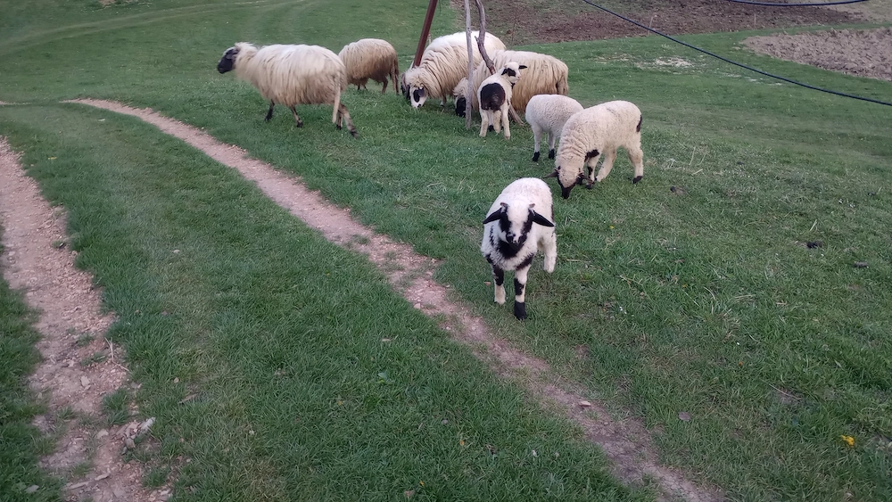 5 Oi cu miele de vânzare!