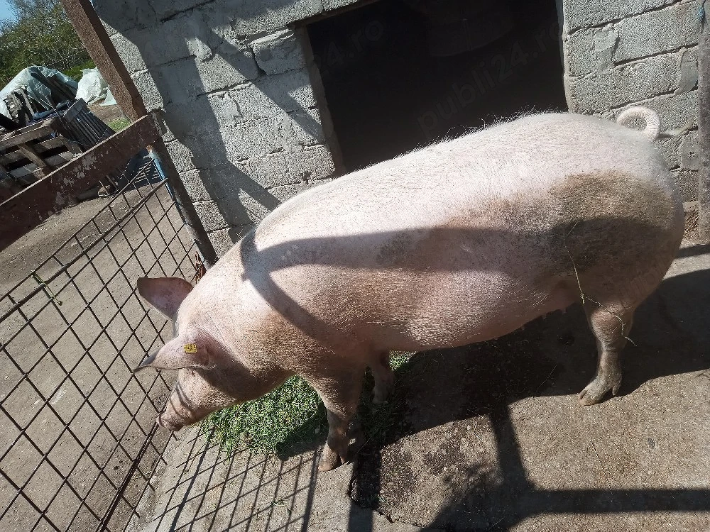 porc de vanzare 