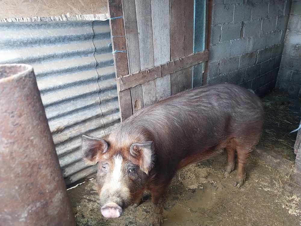 Vand purcea duroc de monta