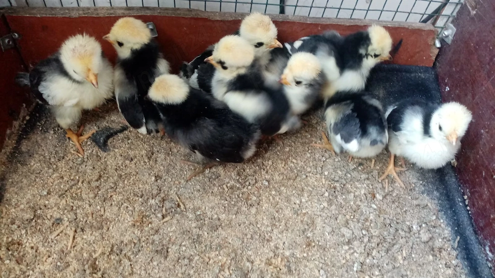 Vand perusi si pui motata olandeza