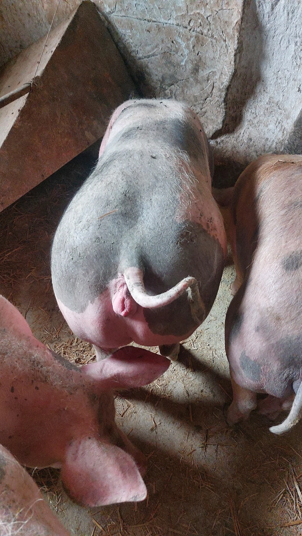 vand lot de 7 scrofite 90-130 kg