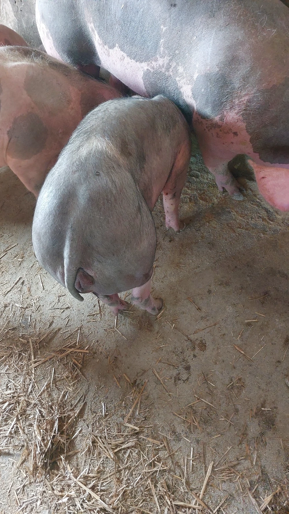 vand sau schimb,4 scrofite 40-55 kg