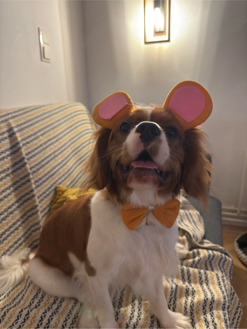 Bubu isi cauta partenera 