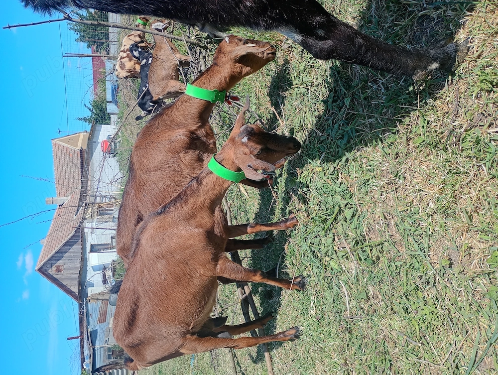 Doua surori metis alpin cu anglo la a doua fatare 