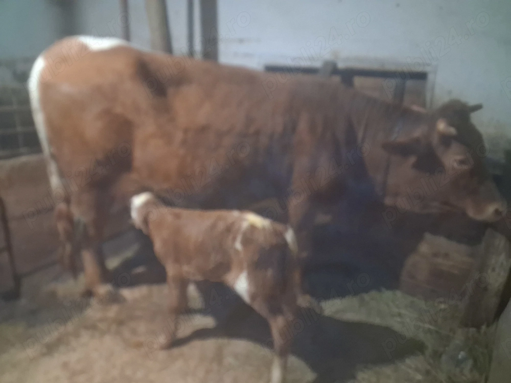 Juninca cu vitel de 2 saptamani 