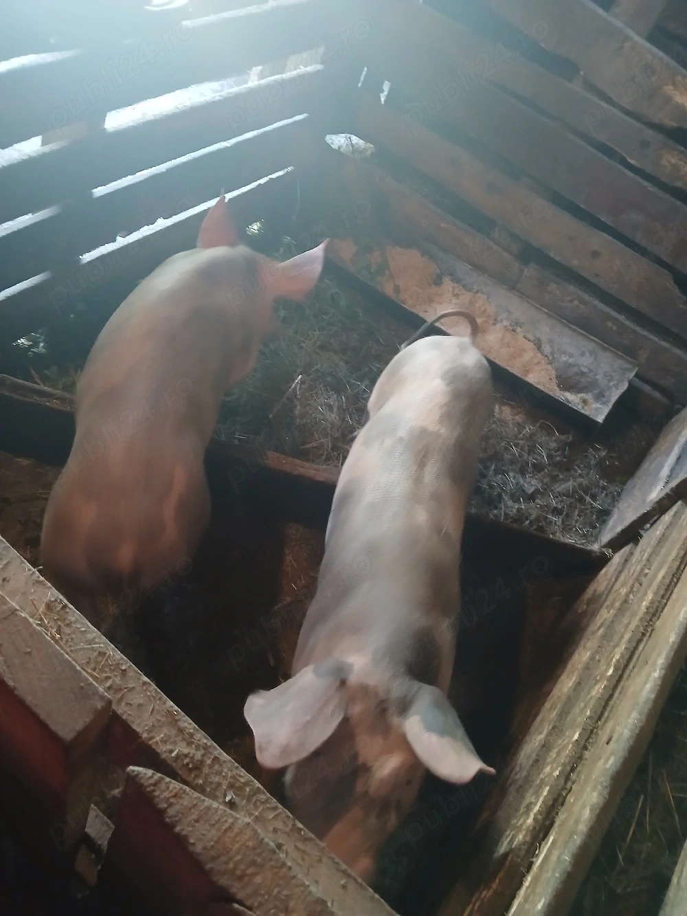 vând grasuni in jur de 50-60 kg