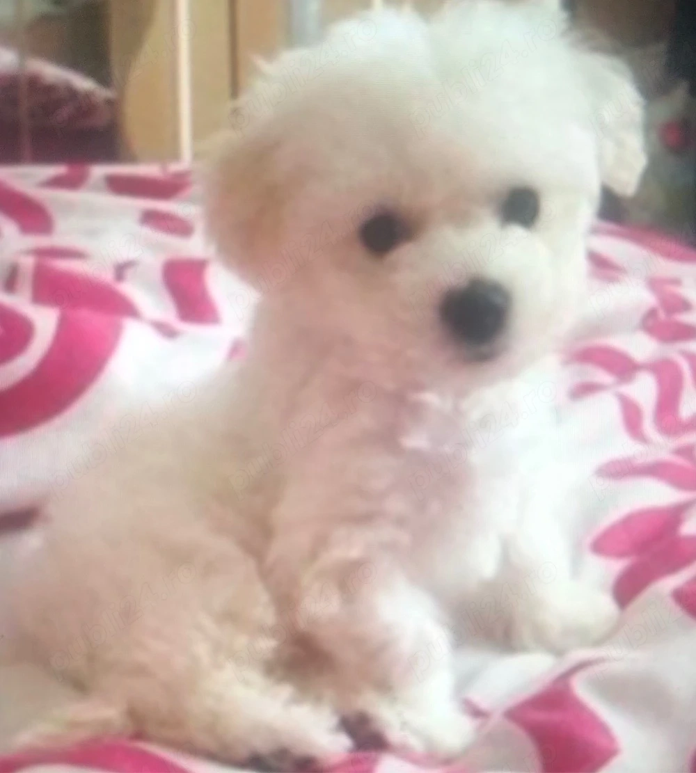 metis bichon catelusa alba