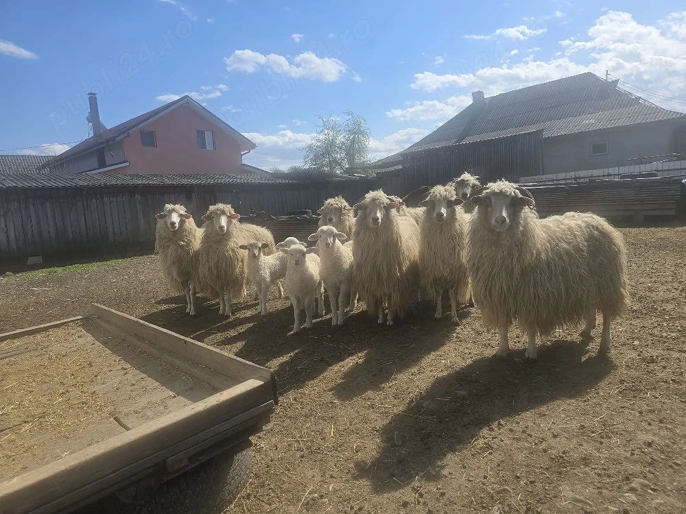 Vand 7 oi cu 7 miei si un berbec rasa turcana