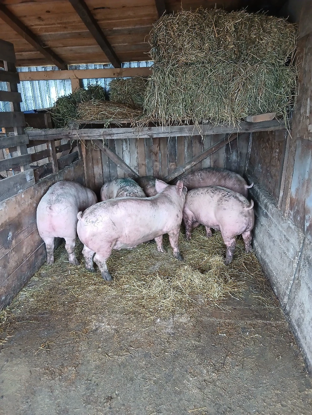 porci de vanzare