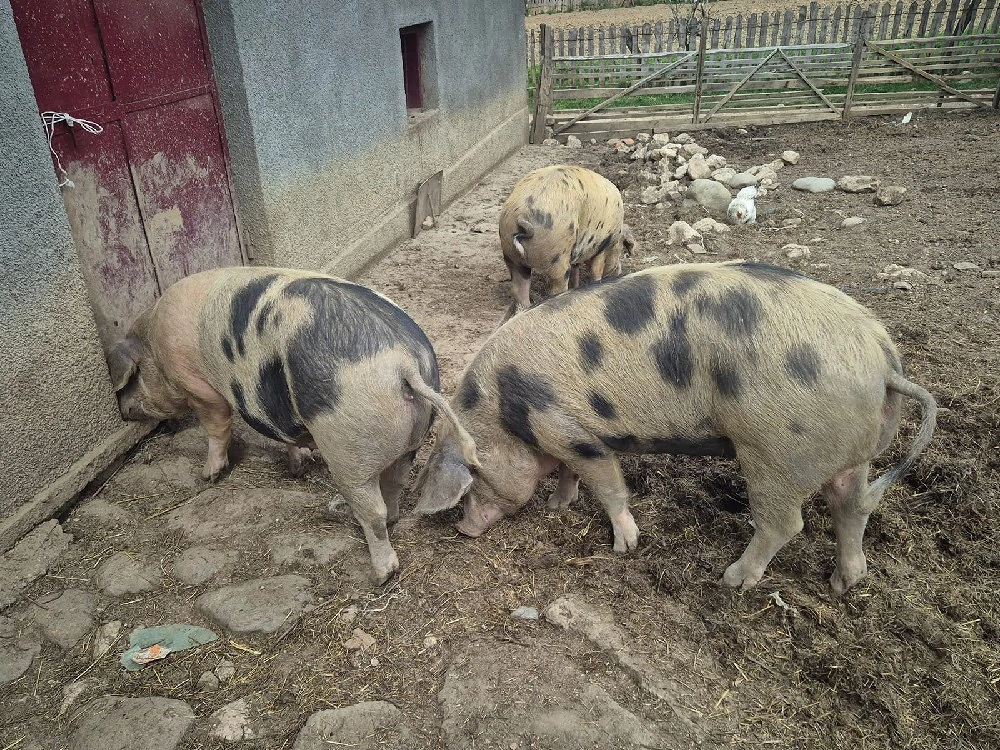 vand porci grasi 