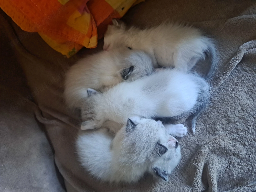 Pisici siameze de rasa 