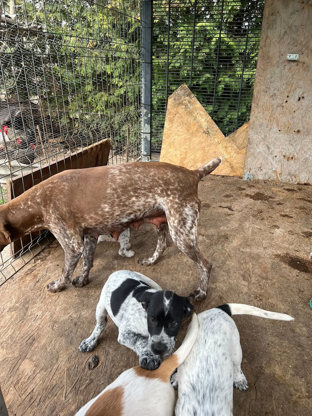 Vand pui de brac german ,foarte jucausi si prietenosi 