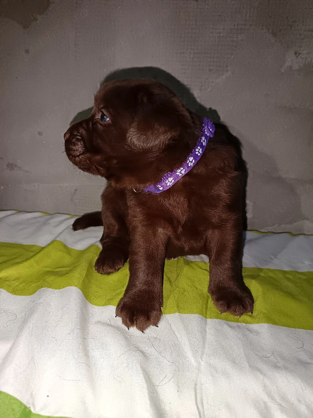 Labrador Retriever Femela 