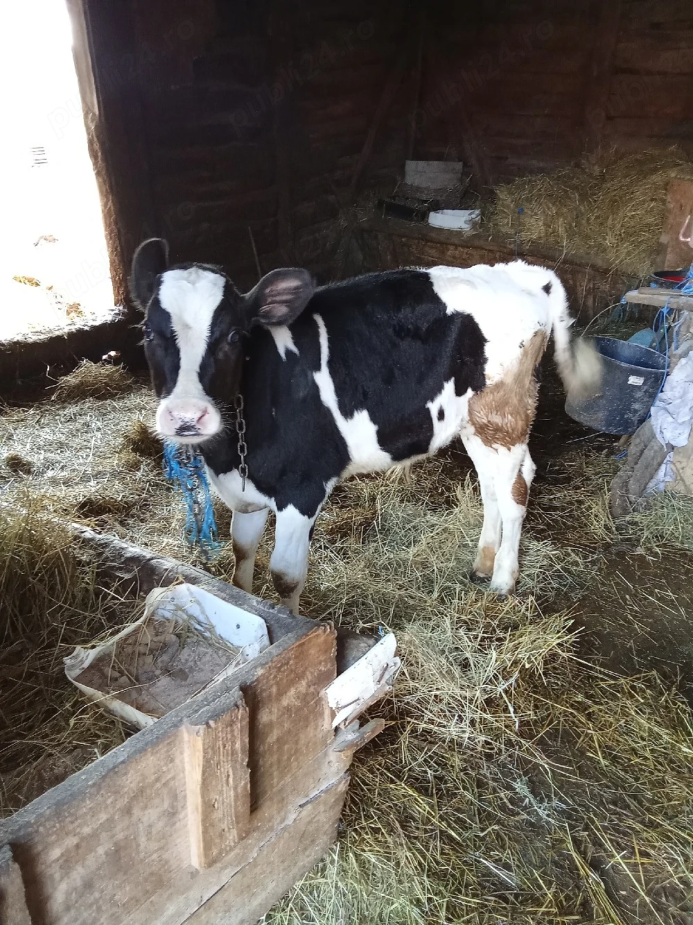 Vând tăuraș de o lună 