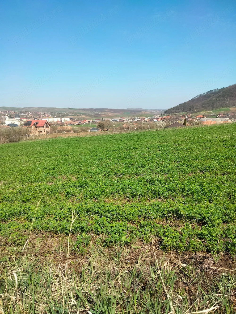 Vând pământ intravilan în comuna Riciu 