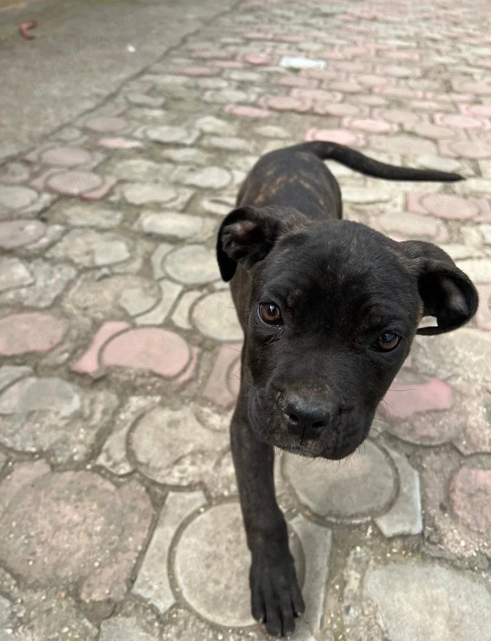 Cane Corso Fetiță 