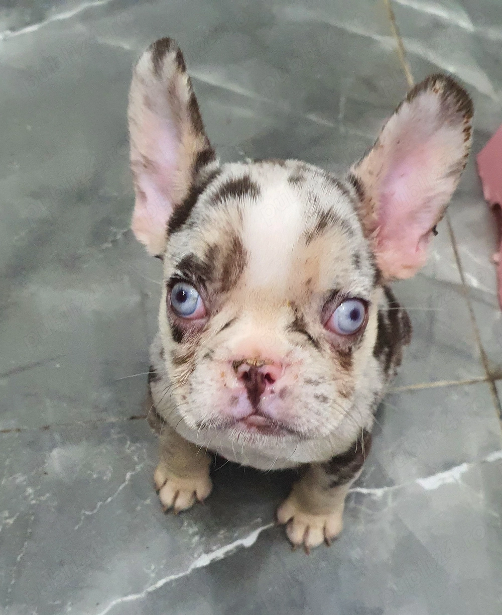 Bulldog Francez Merle 