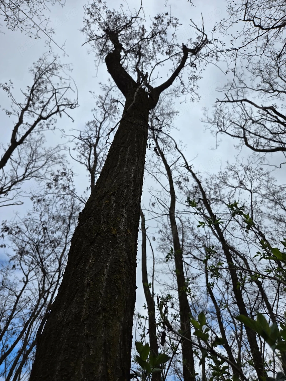 Pădure salcâm 30 ani