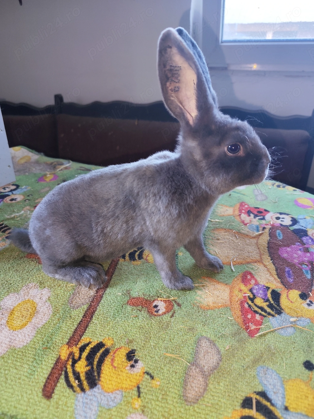 Iepurași Rex Galben, Castor și Albastru