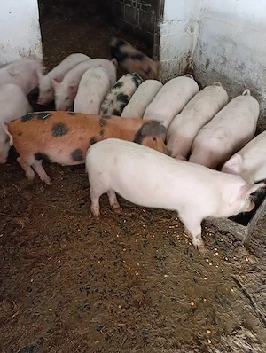 Vând purcei 6 săptămâni 