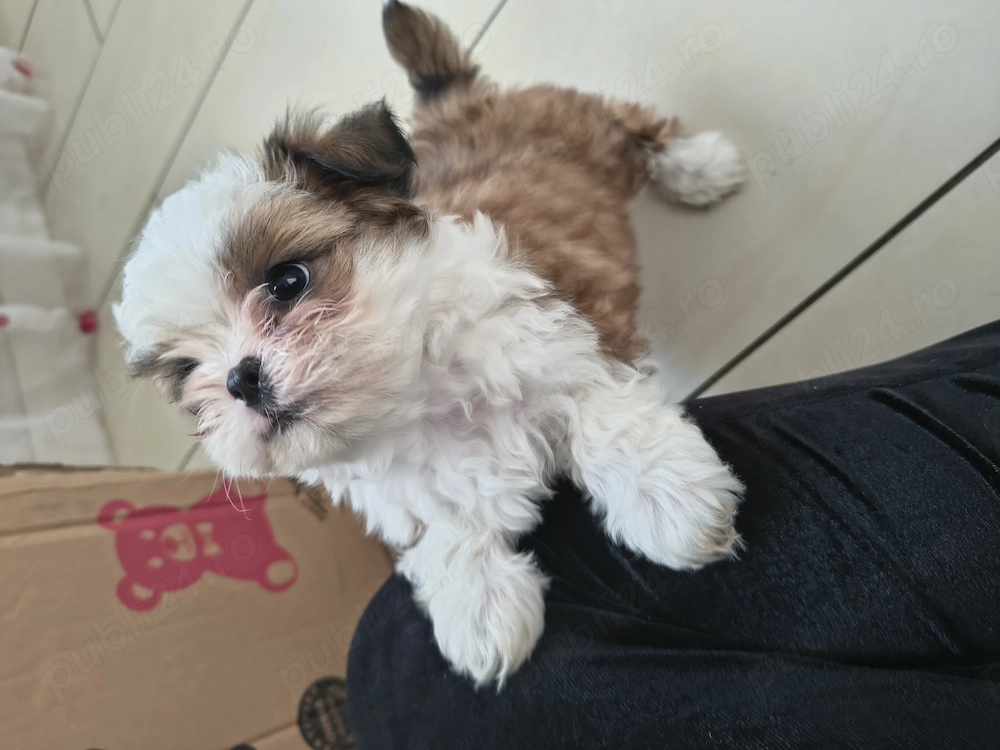 Shih tzu jucausi