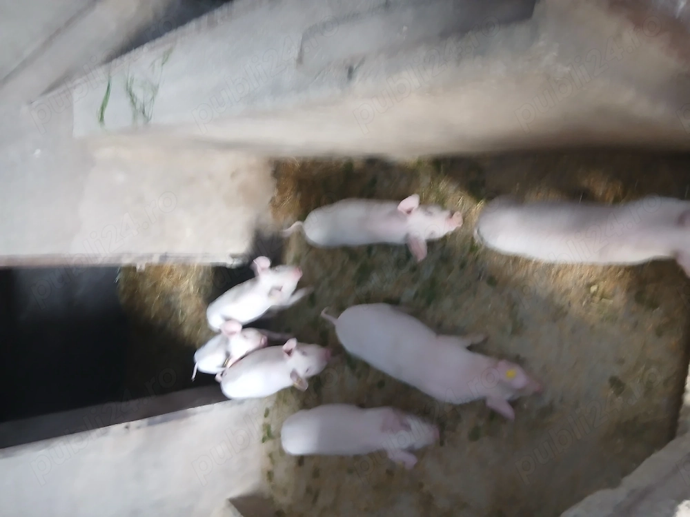 Vînd purcei landras