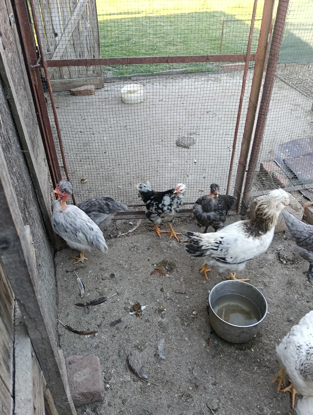 pui , motati cu barba si normali