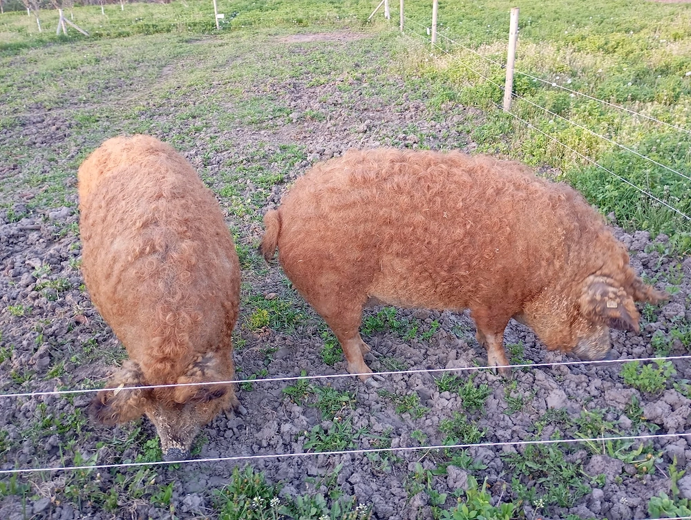 Vând porc de Mangalița 