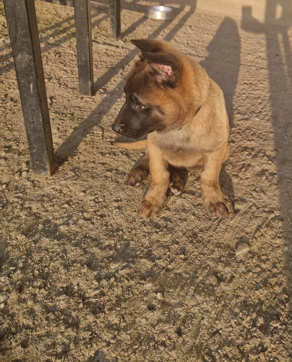 Pui ciobănesc belgian malinois 