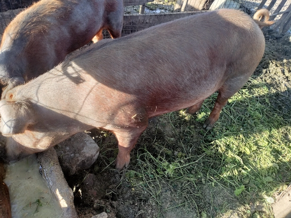Scroafa.  duroc  