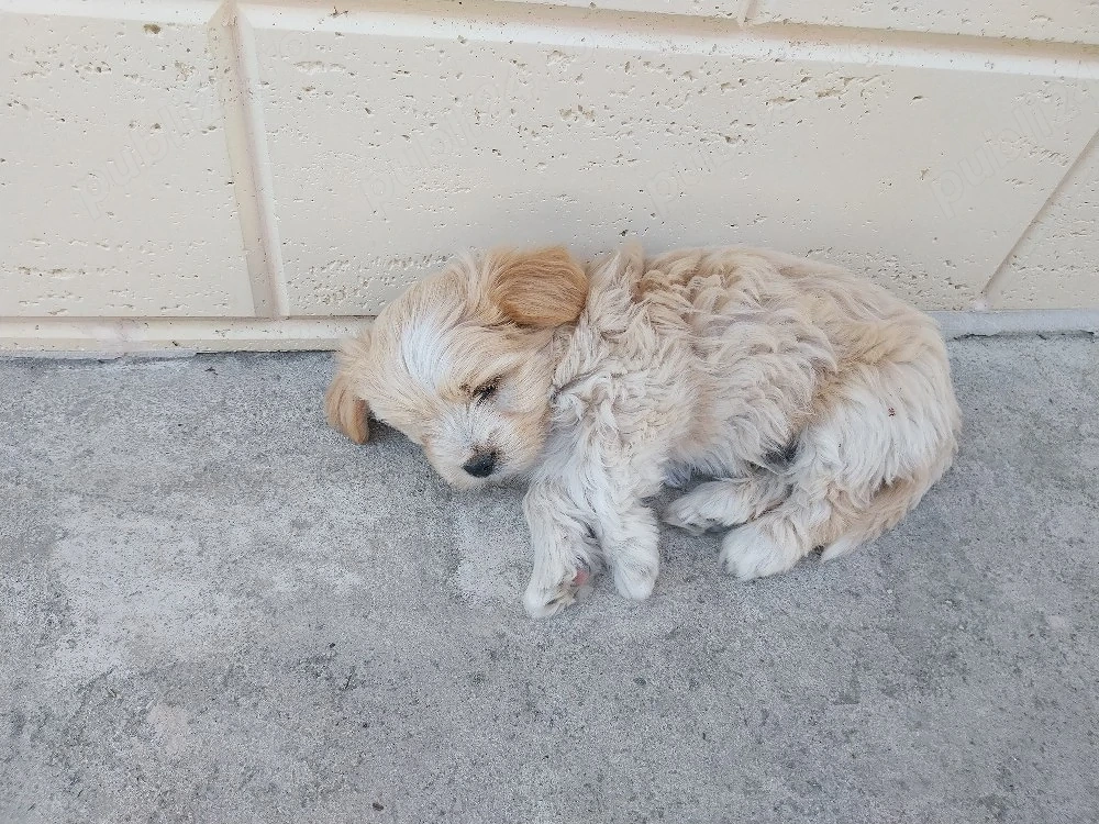 cățeluși bichoni adorabili