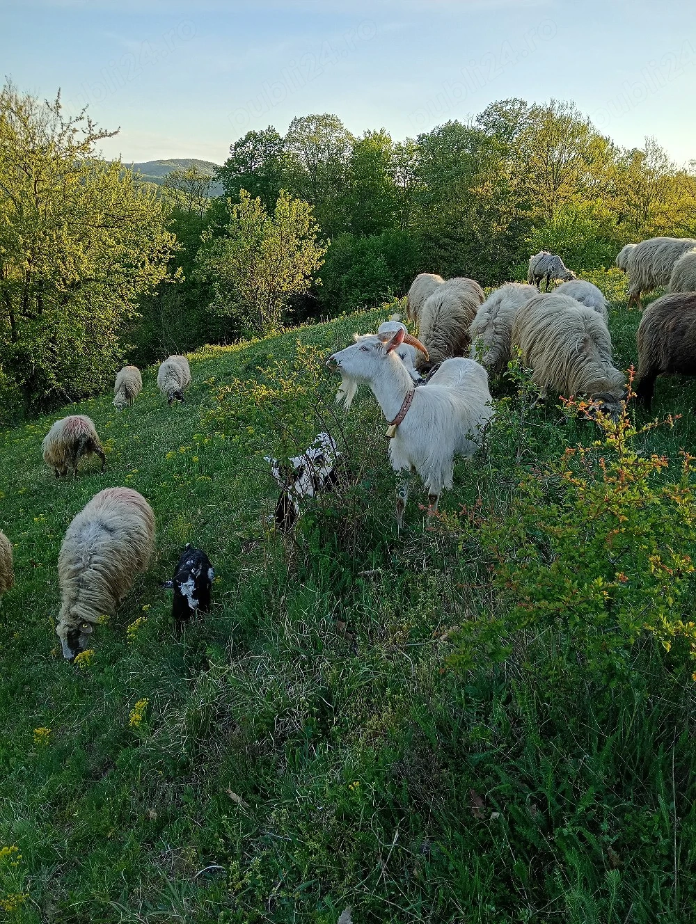 De vinzare 2capre cu iezi 