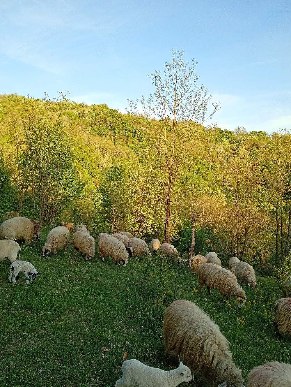 Avem oi de sacrificat 