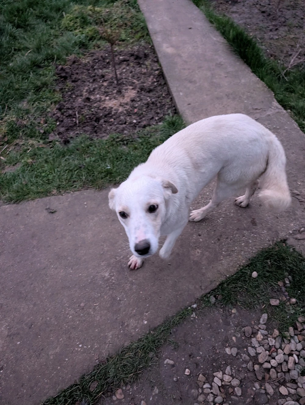 Adopție: Fetită de 1 an, energie și iubire pură   Mix Labrador Vânătoare