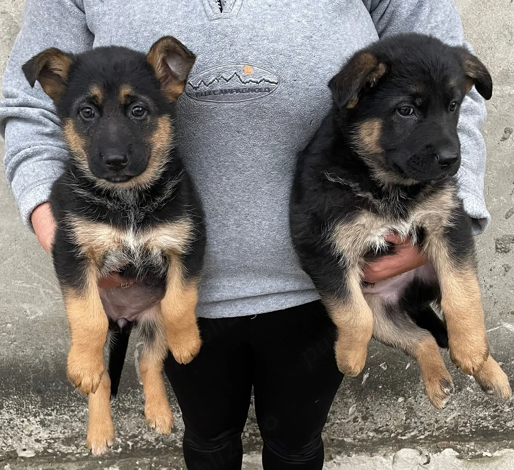 pui de Ciobanesc german 