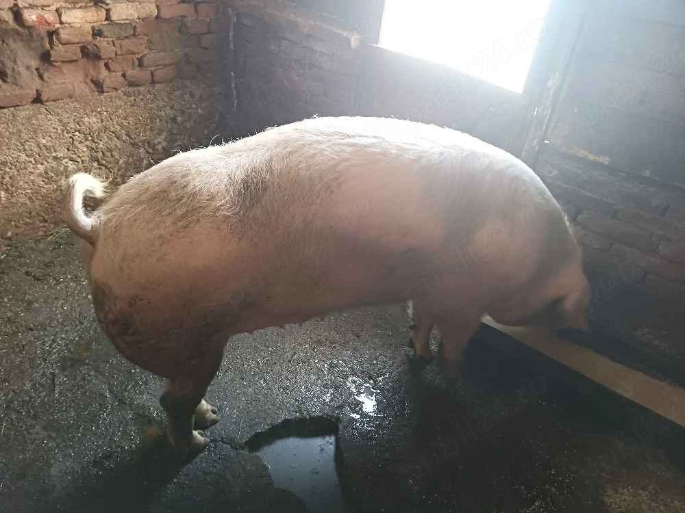 Scroafa pentru sacrificat