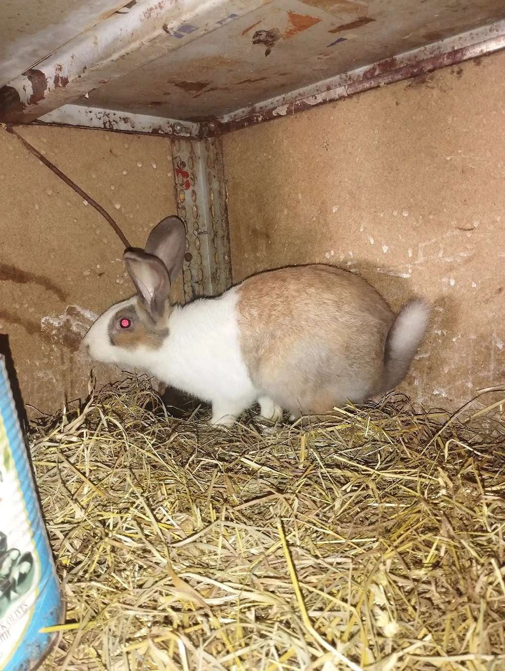 iepuri hycole francez mascul 