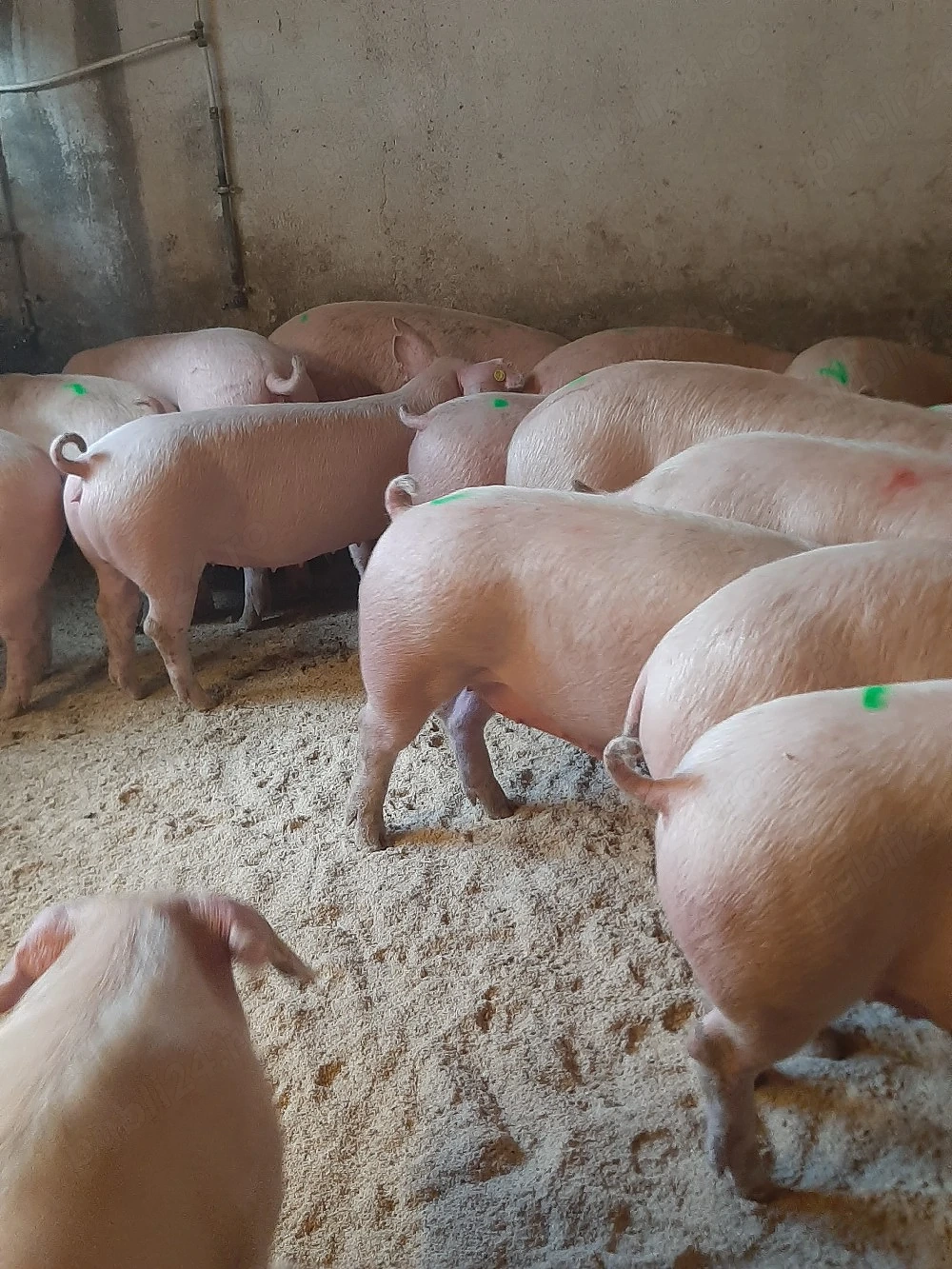 vând purcei și soldani diferite mărimi 