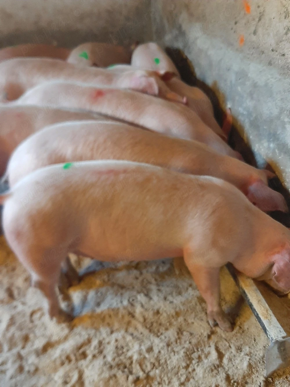 vând soldani si purcei diferite mărimi 