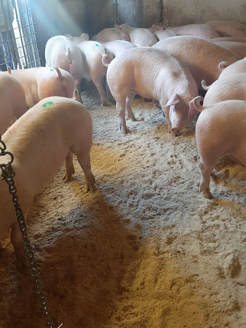 vând soldani de carne diferite mărimi 