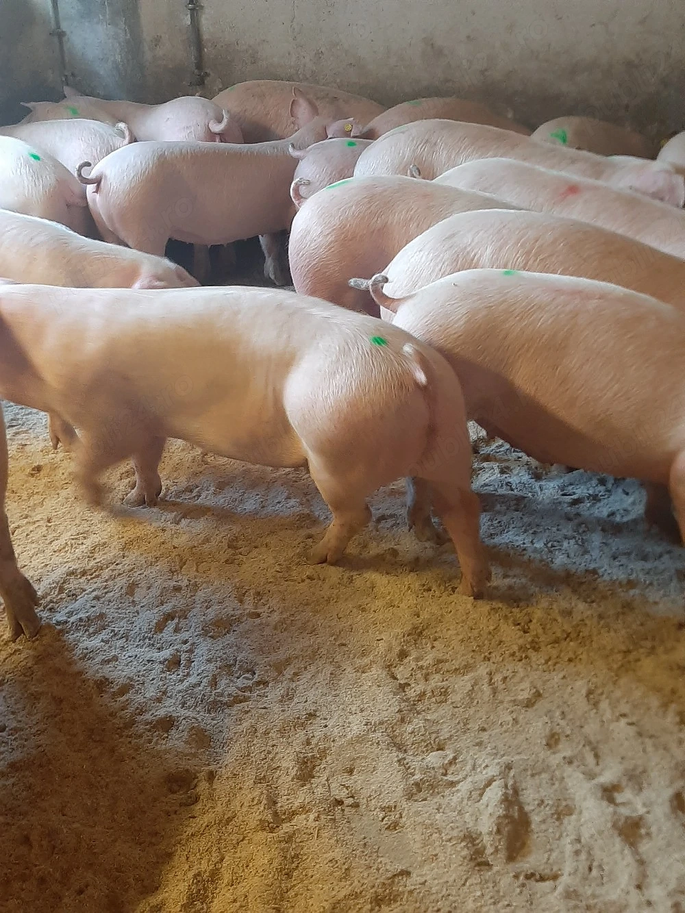 vând soldani dela 40 pana la 120 kg