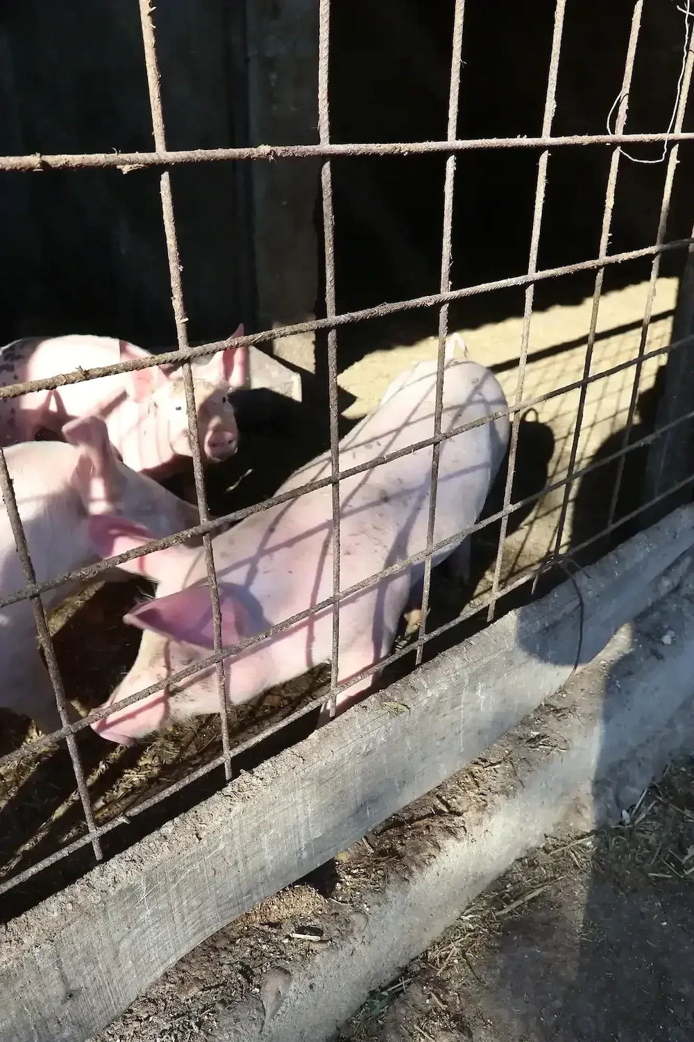 Vând purceii foarte frumoși 8 săptămâni