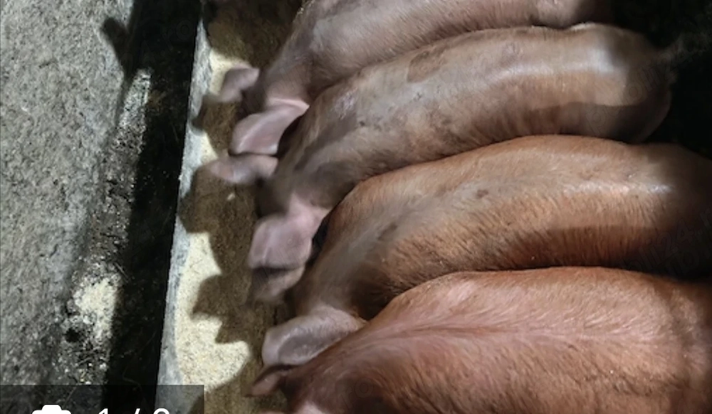 Disponibile  doua purcele