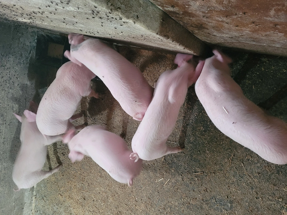 Vând purcei frumoși!