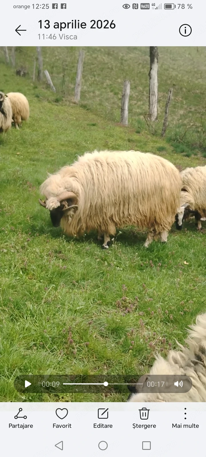 Disponibil berbec țurcan 