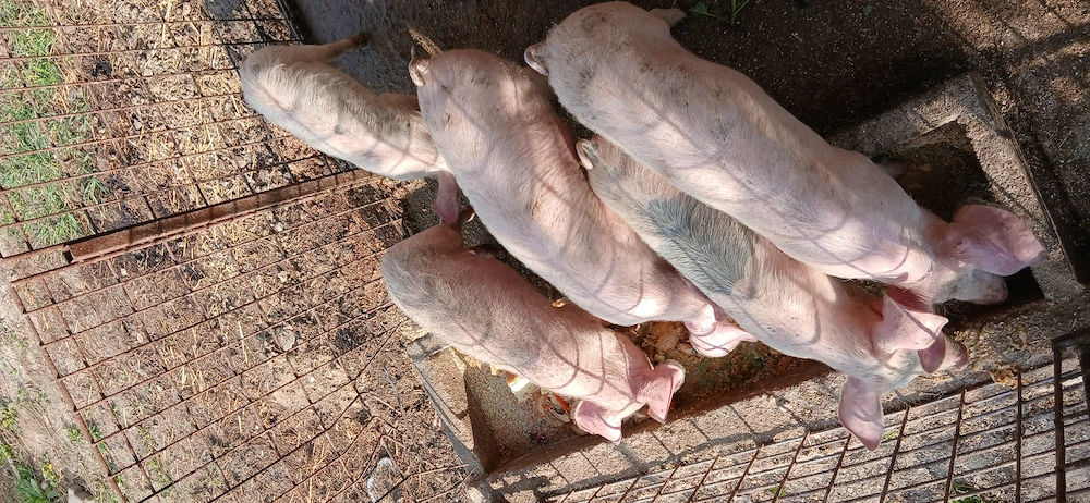Purcei de vânzare 30-35kg