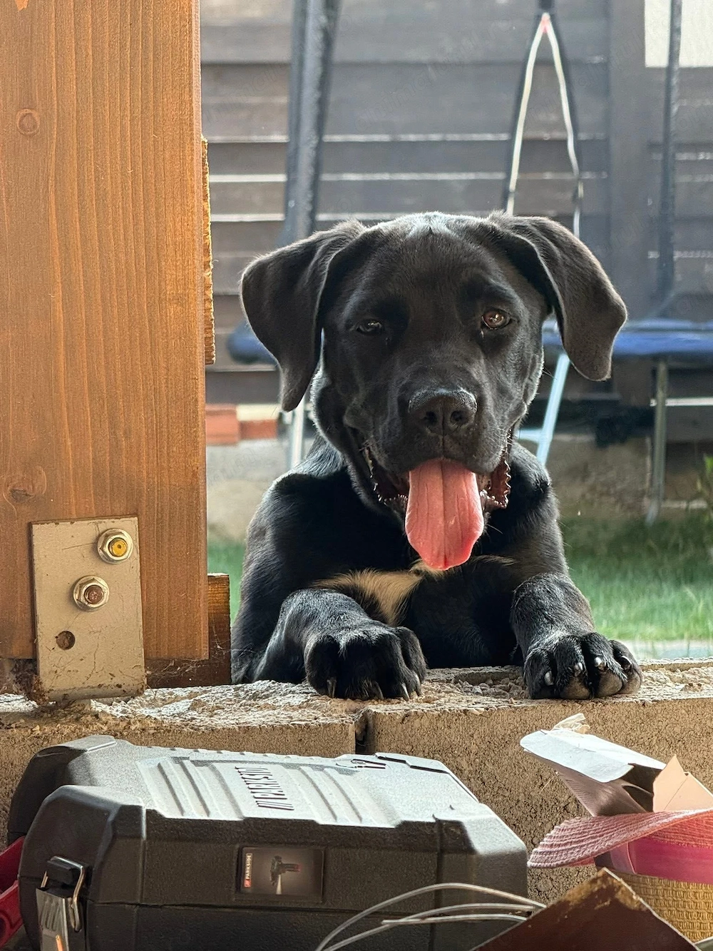 Donez femela Cane corso