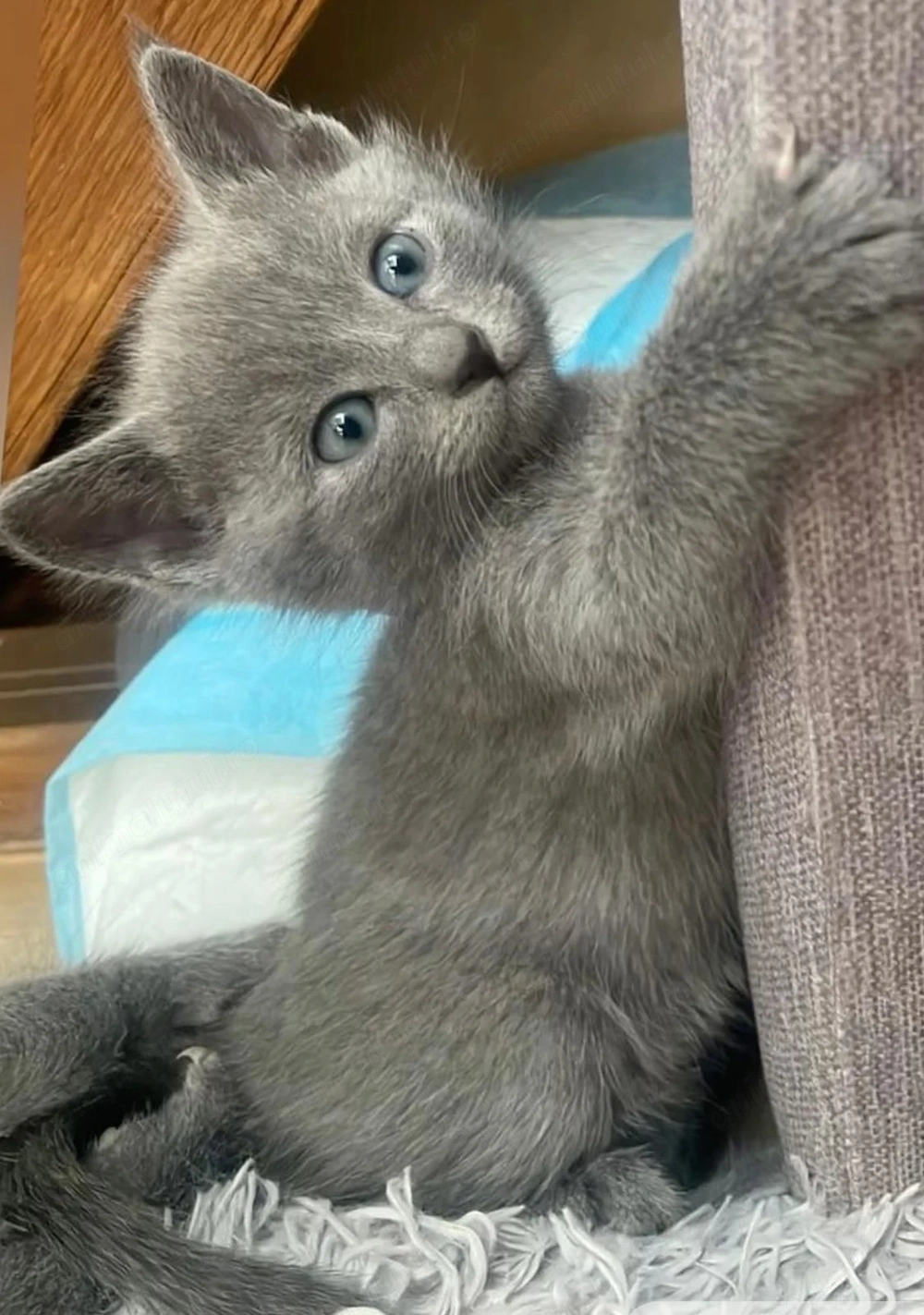 Albastru de Rusia 900 lei